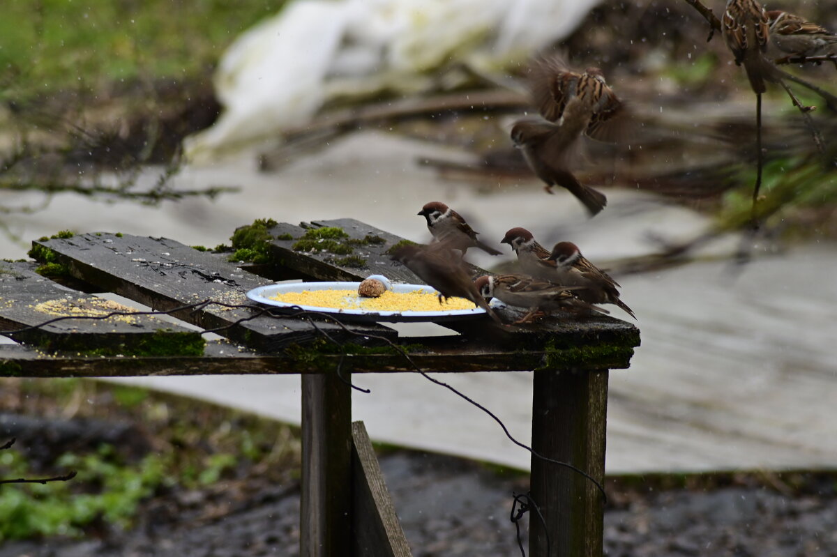 Воробьяниновы - Константин Сафронов