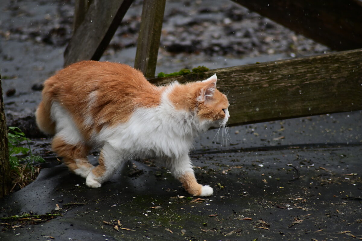 куда ж, куда ж вы улетели? - Константин Сафронов