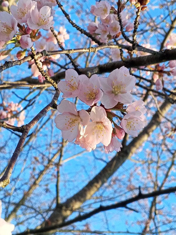 Сакура - Сапсан 