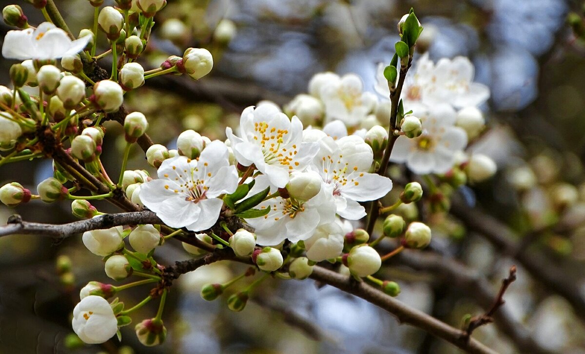 Цвет сливы- алычи. - Милешкин Владимир Алексеевич 