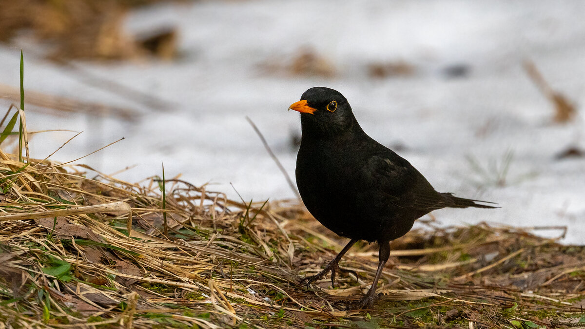 Черный дрозд - Владимир Лазарев