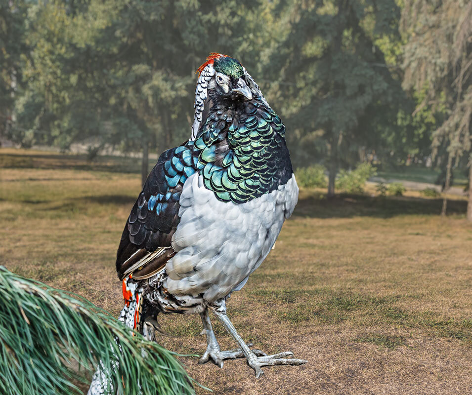 Алмазный фазан - SanSan 