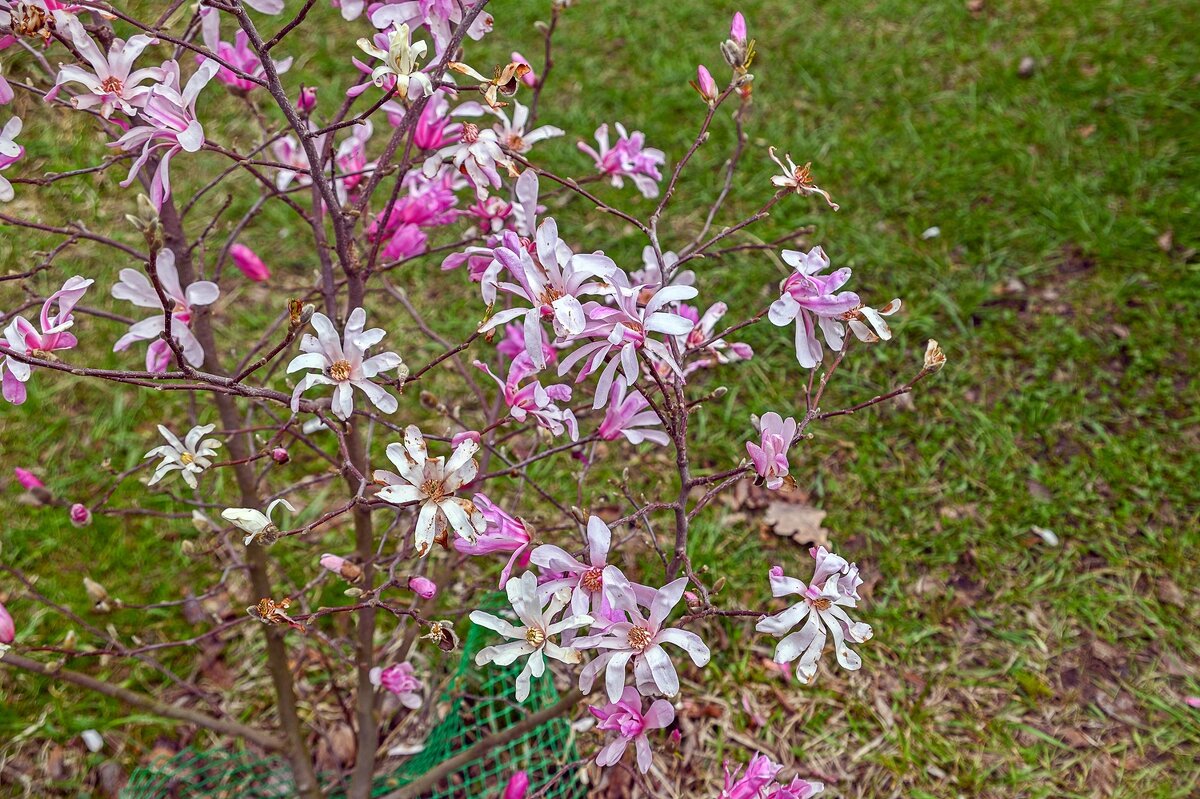 Подморозило магнолию - Валерий Иванович