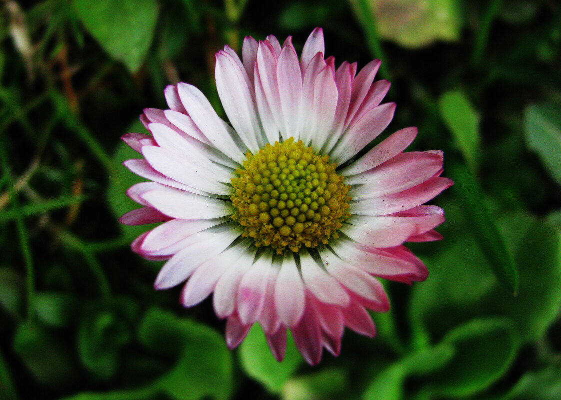 Нежная красотка - Людмила Смородинская