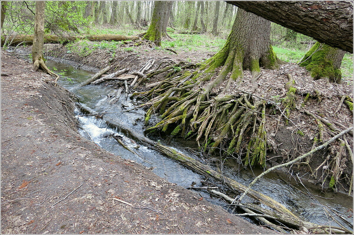 весь лес в ручьях от родников - Сеня Белгородский