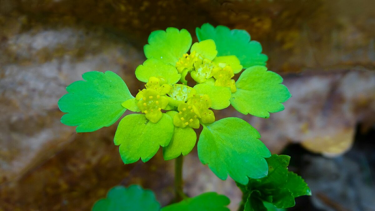 Селезёночник очерёднолистый. - Милешкин Владимир Алексеевич 
