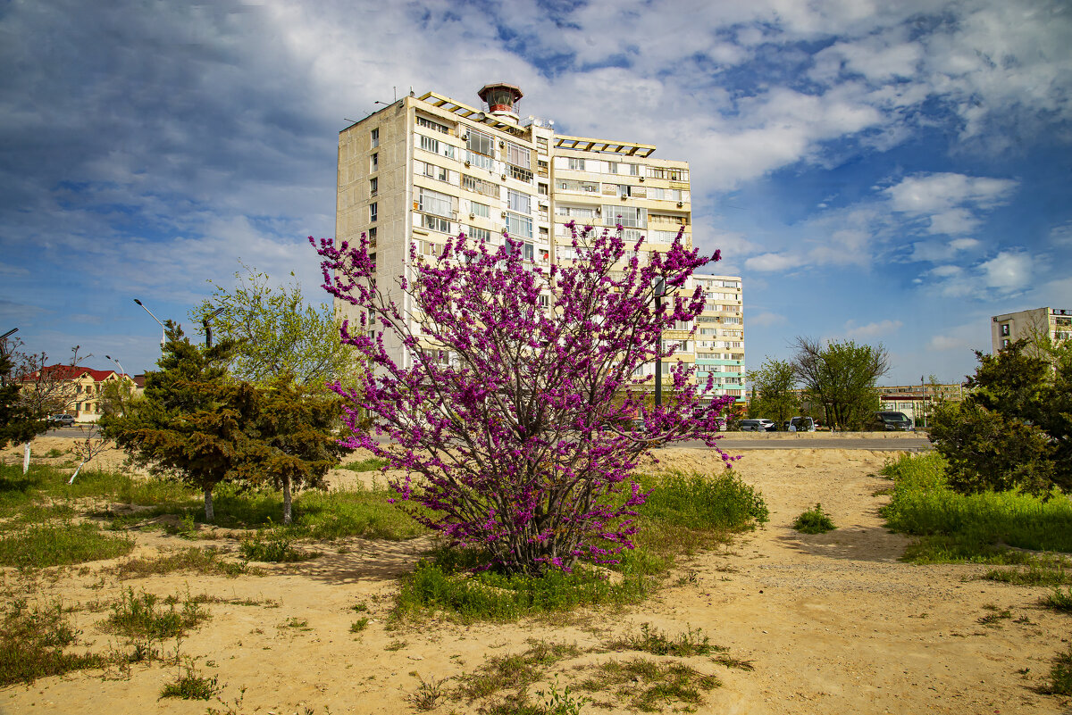 Дом с маяком - Анатолий Чикчирный