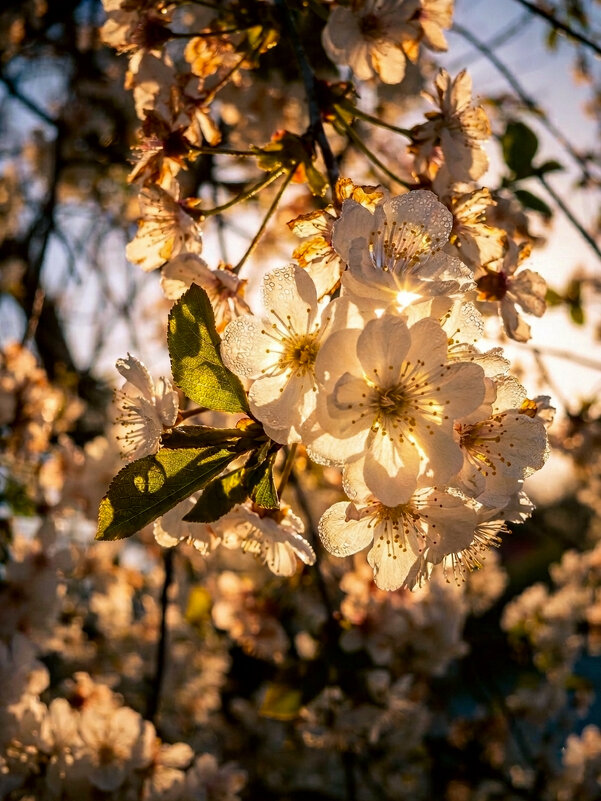 Вишня - Валерий Ткаченко