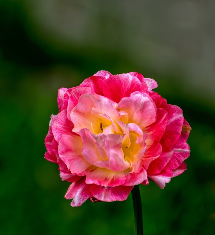 Тюльпан - Игорь Сикорский