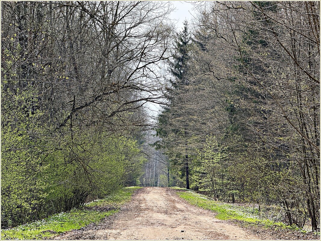 Просыпающийся лес. - Валерия Комова