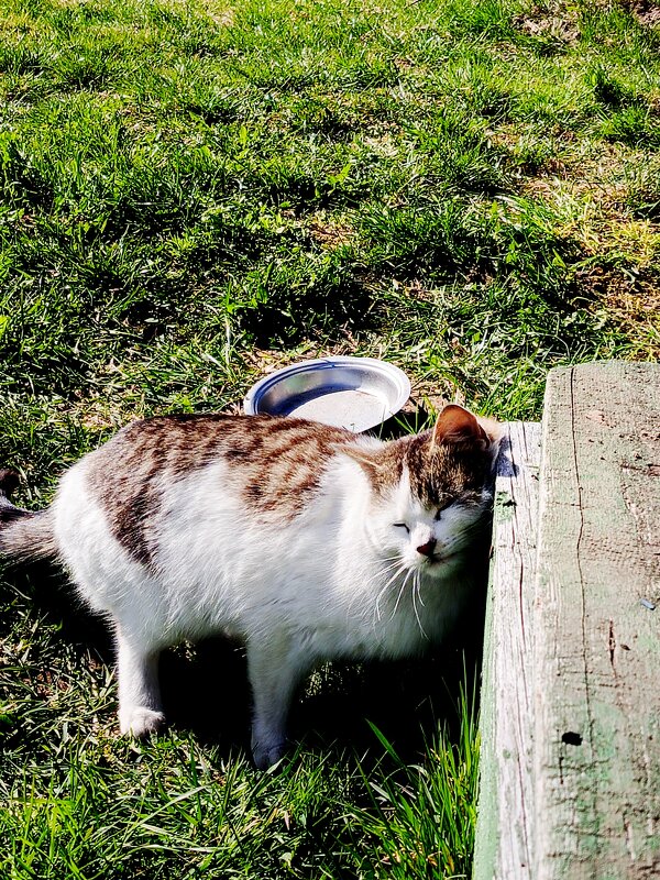 Кайф. - Vladimir Semenchukov