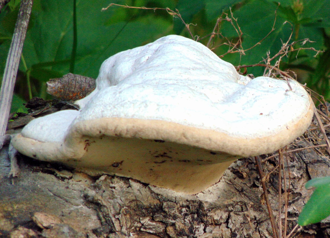 Белая шляпа. - nadyasilyuk Вознюк