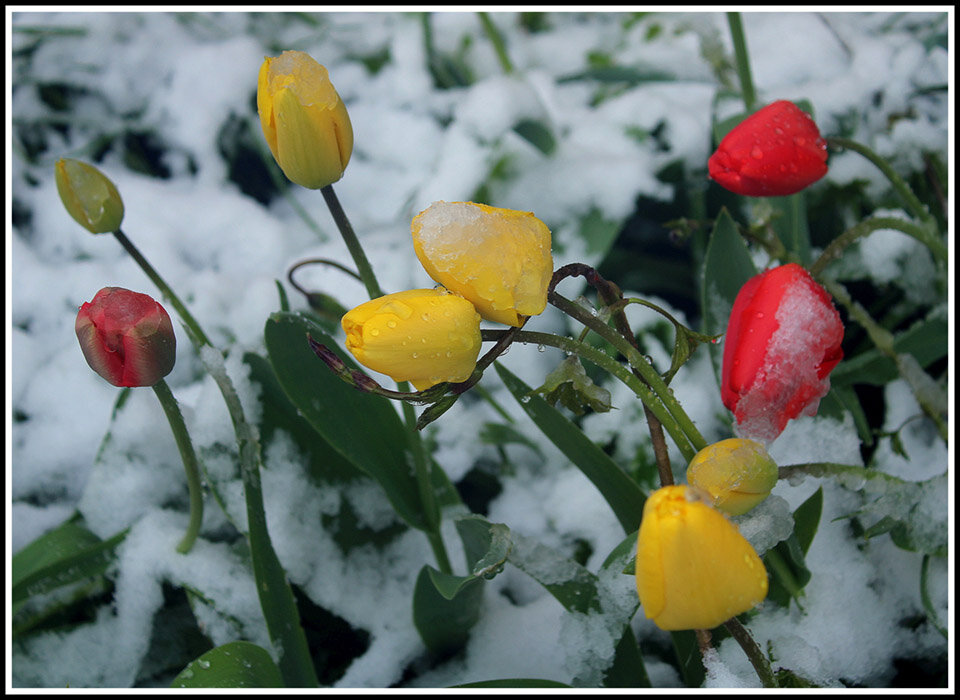 Зима не сдается - Aleksandr Gal