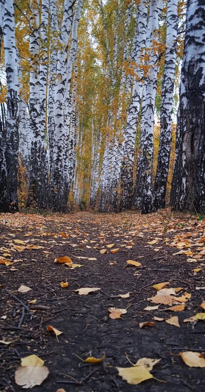 октябрь в берёзовой аллее - Елена Шаламова