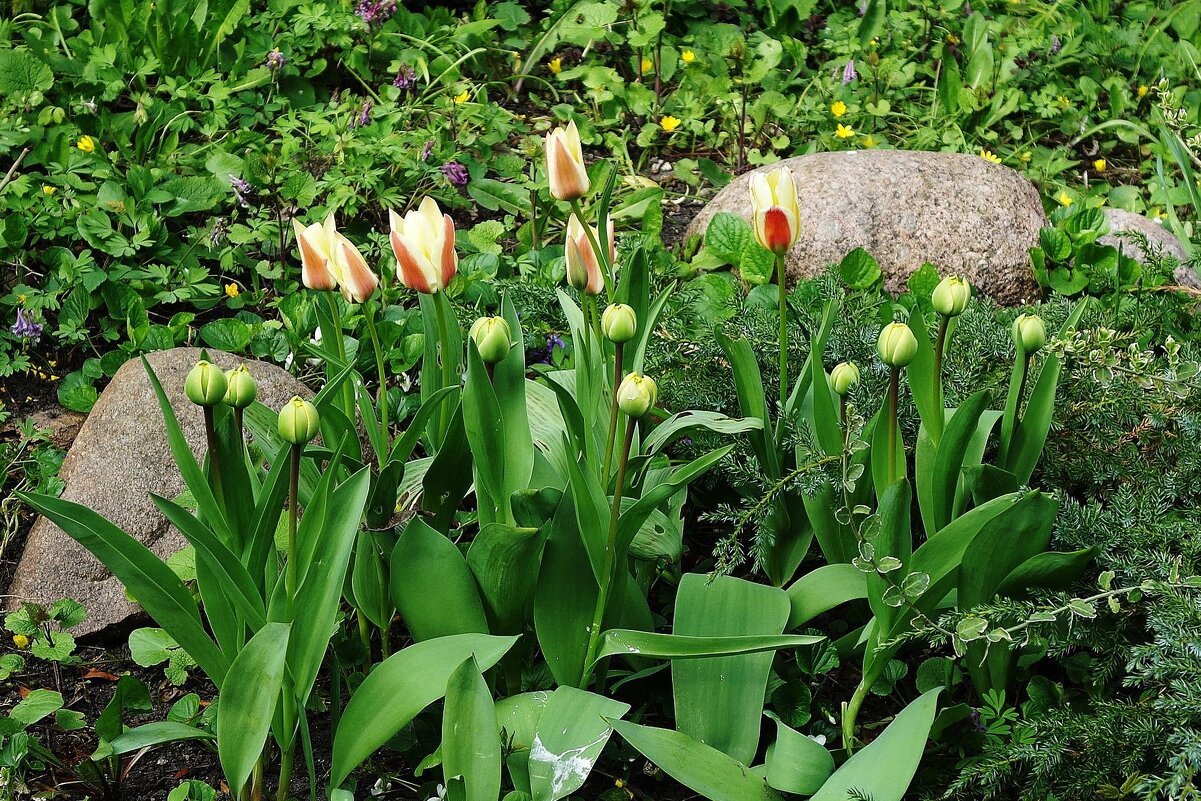 Тюльпаны - Рита Симонова