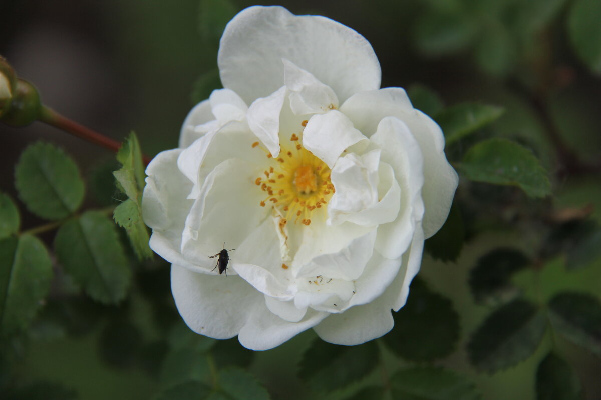 РОЗА БЕЛАЯ - Валентина 