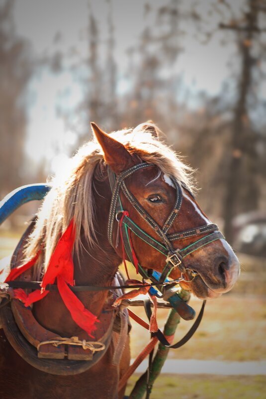 Цыганский транспорт. - Татьяна Бравая