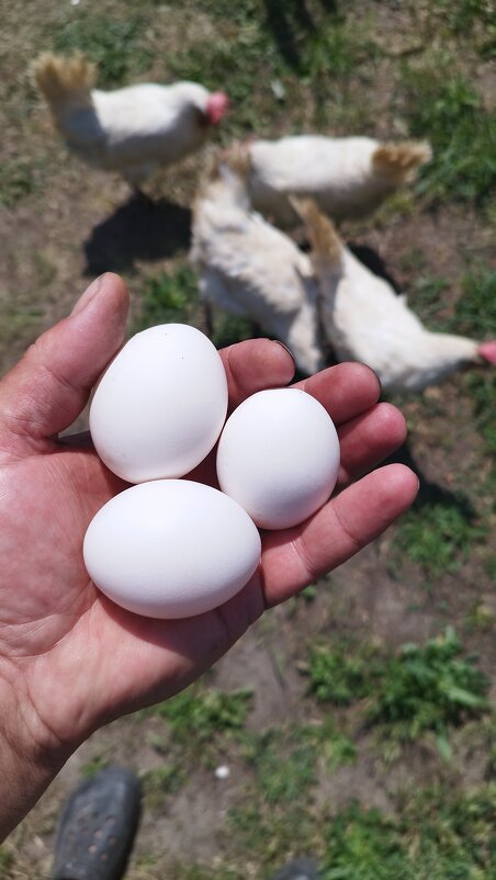 Куры - Pavel Bamboleo