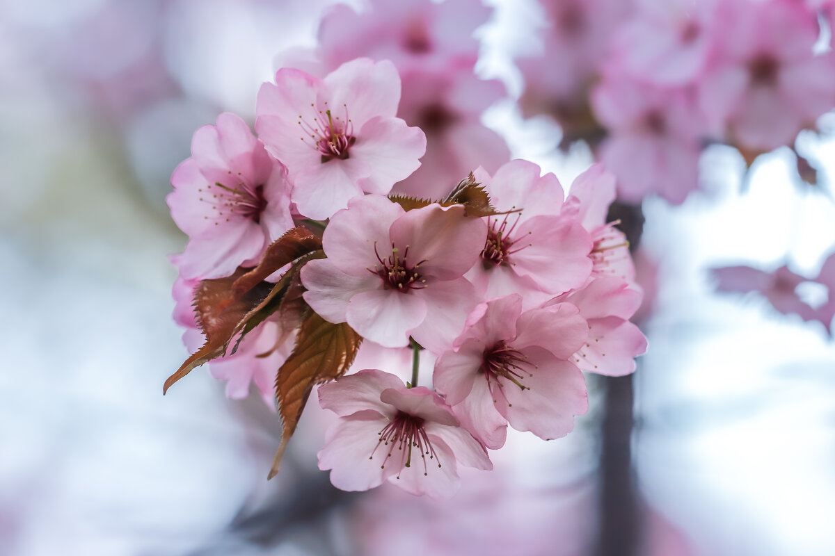 Сакура - Игорь Шевченко