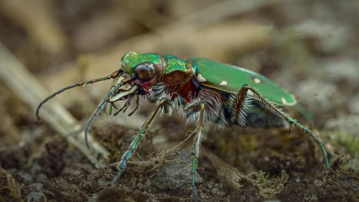 Жук Скакун полевой - Aleksey Afonin