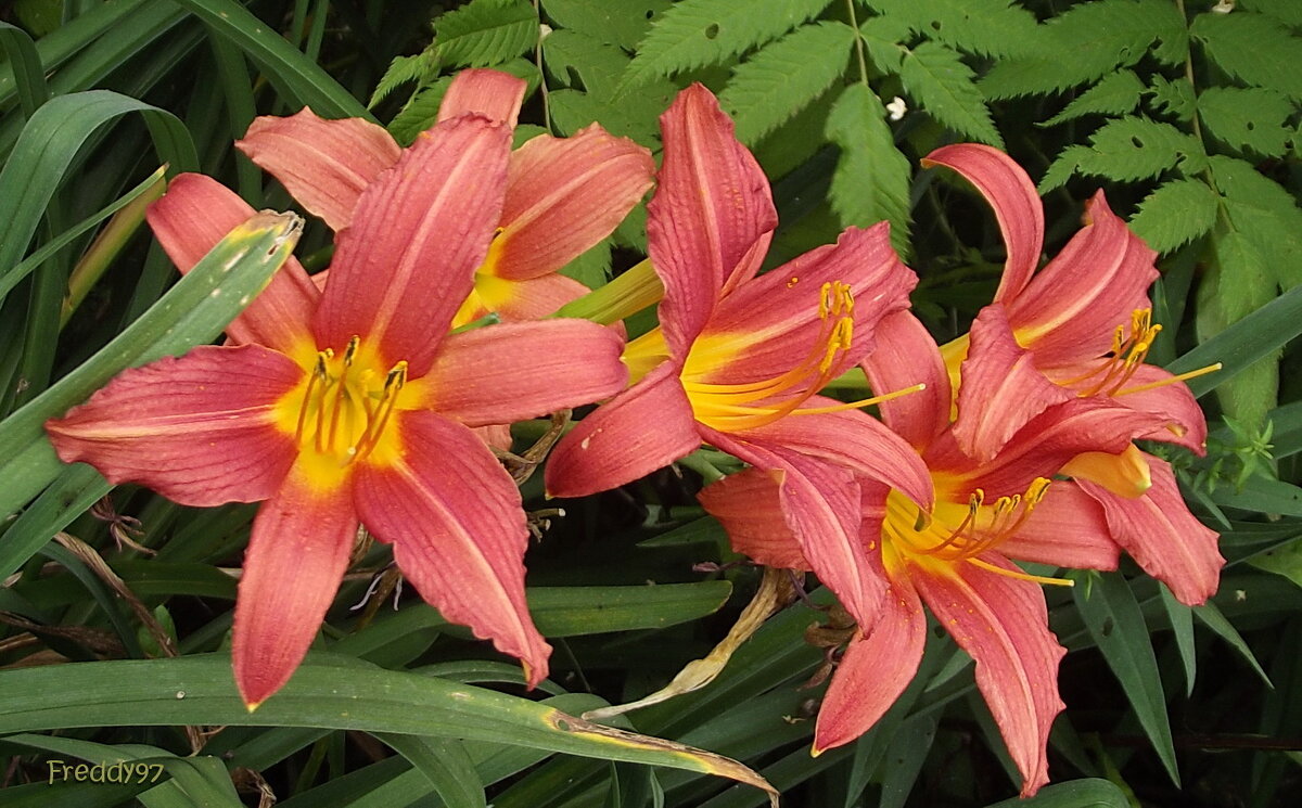 Лилейники - Freddy 97