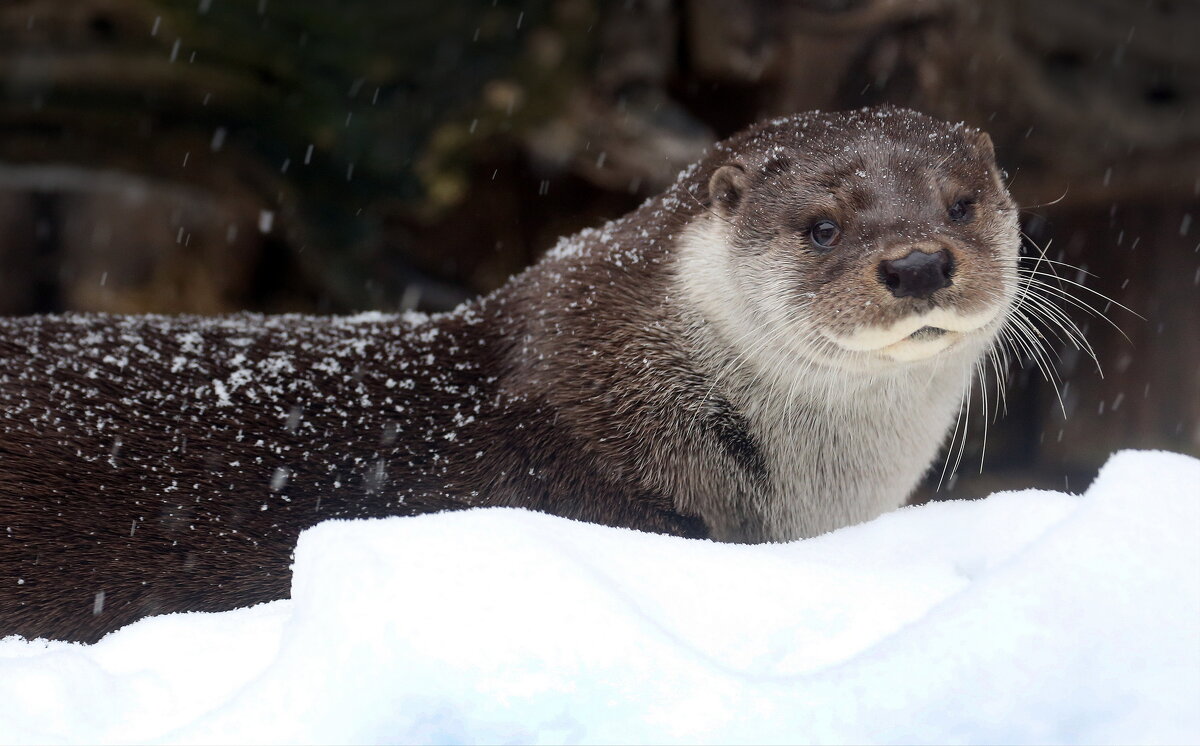 выдра - Михаил Бибичков