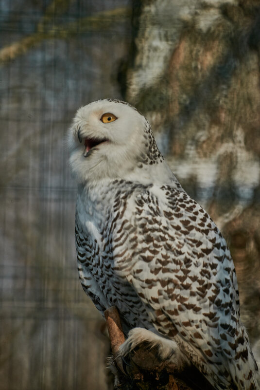 Полярная Сова - Александр Леонов