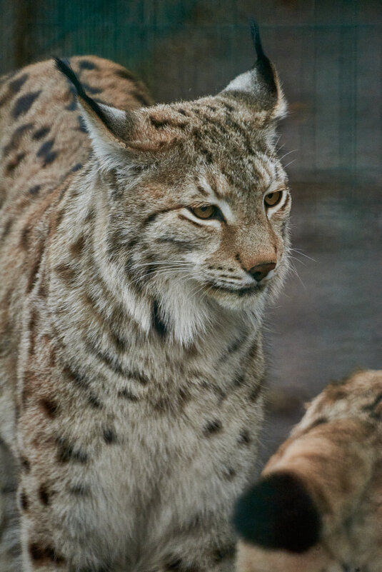 Рысь - Александр Леонов