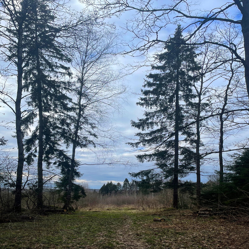 В лесу - Андрей Л. В.