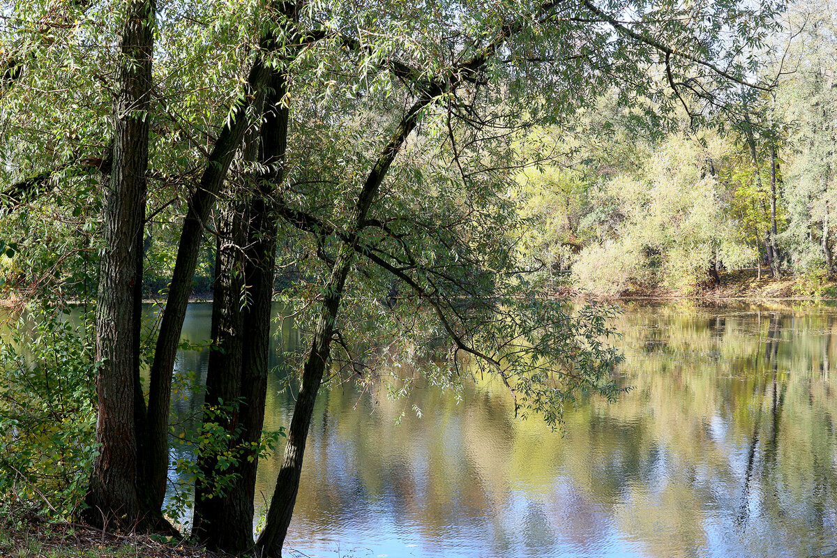 Щучий пруд - Игорь Белоногов