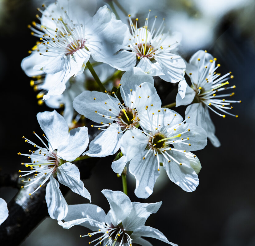 Цветение-2 - Николай 