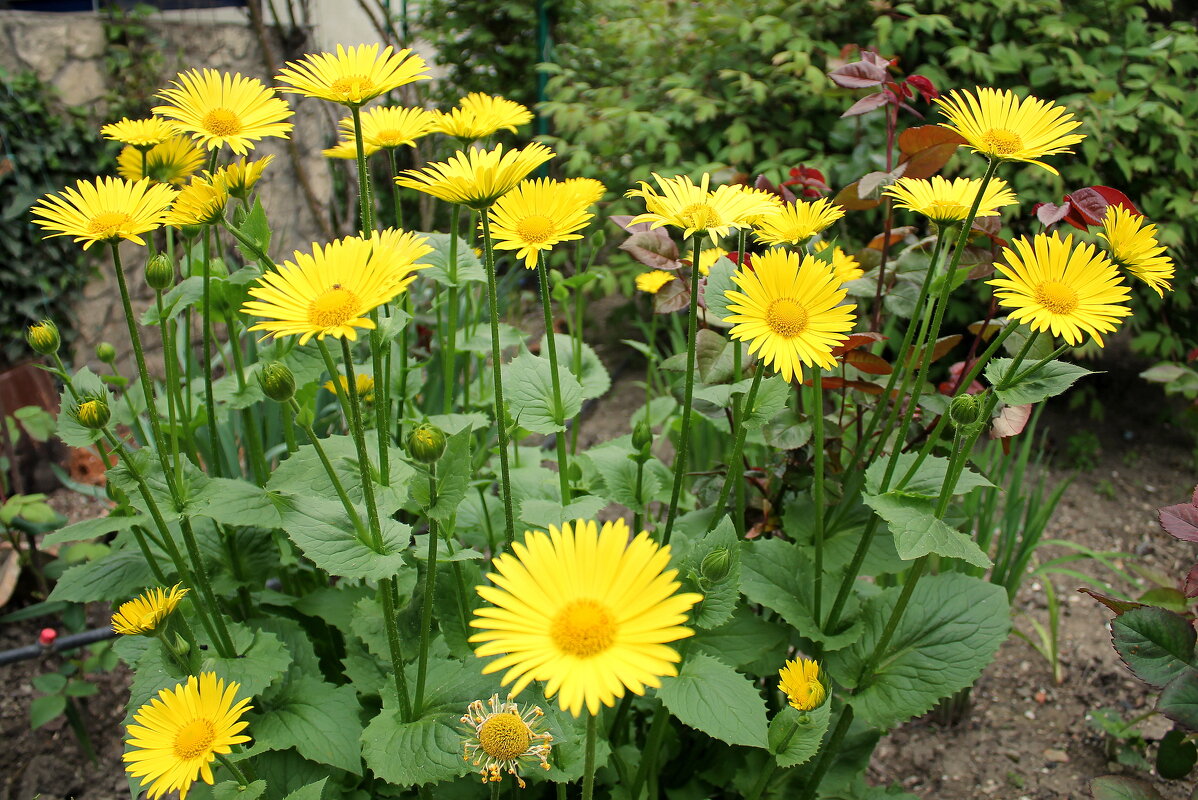 Желтые ромашечки - Ирина 