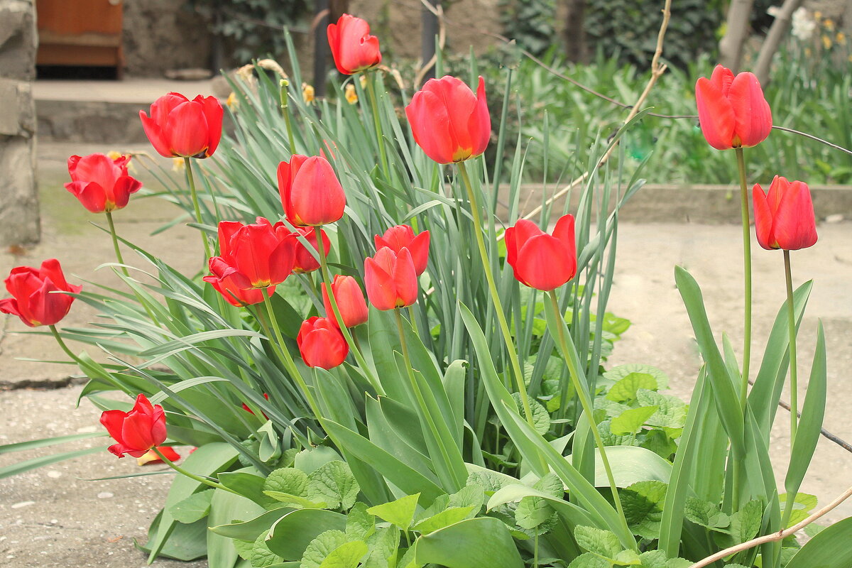 Тюльпаны — фавориты весны. - Ирина 