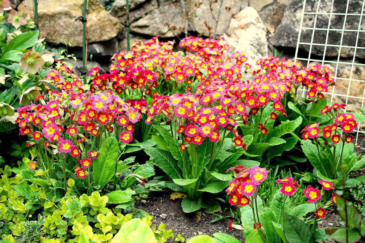 Примула садовая многолетняя - Ирина 