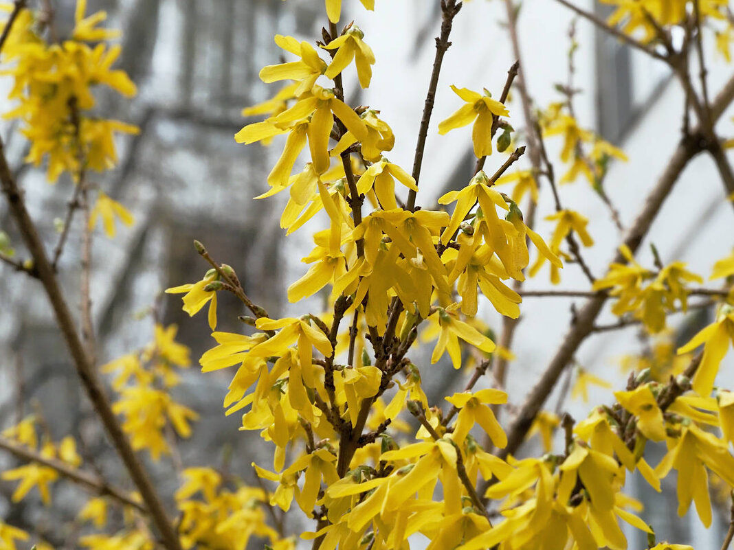 Форзиция - Мария К.