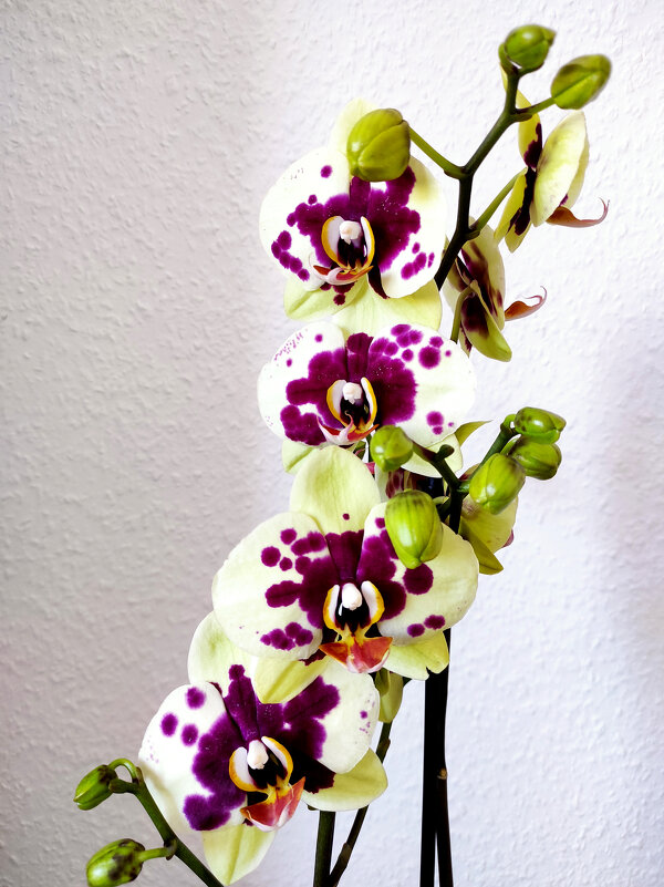 Орхидея - Елена Галата