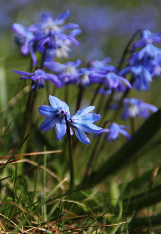 Пролески, пролески..Словно капельки воды - Татьян@ Ивановна