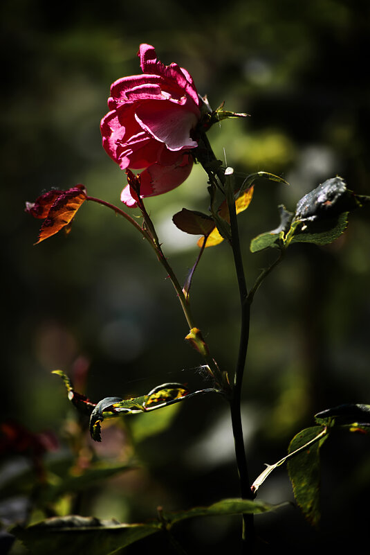 Роза в сумерках - Valziwa 