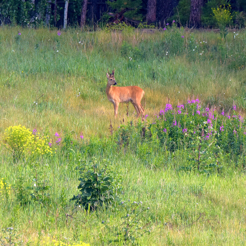 Лесная идиллия - Михаил Белоусов