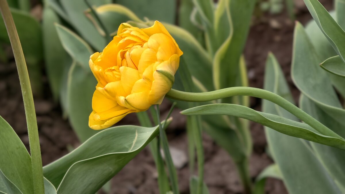 Махровый тюльпан - Мариша Тим