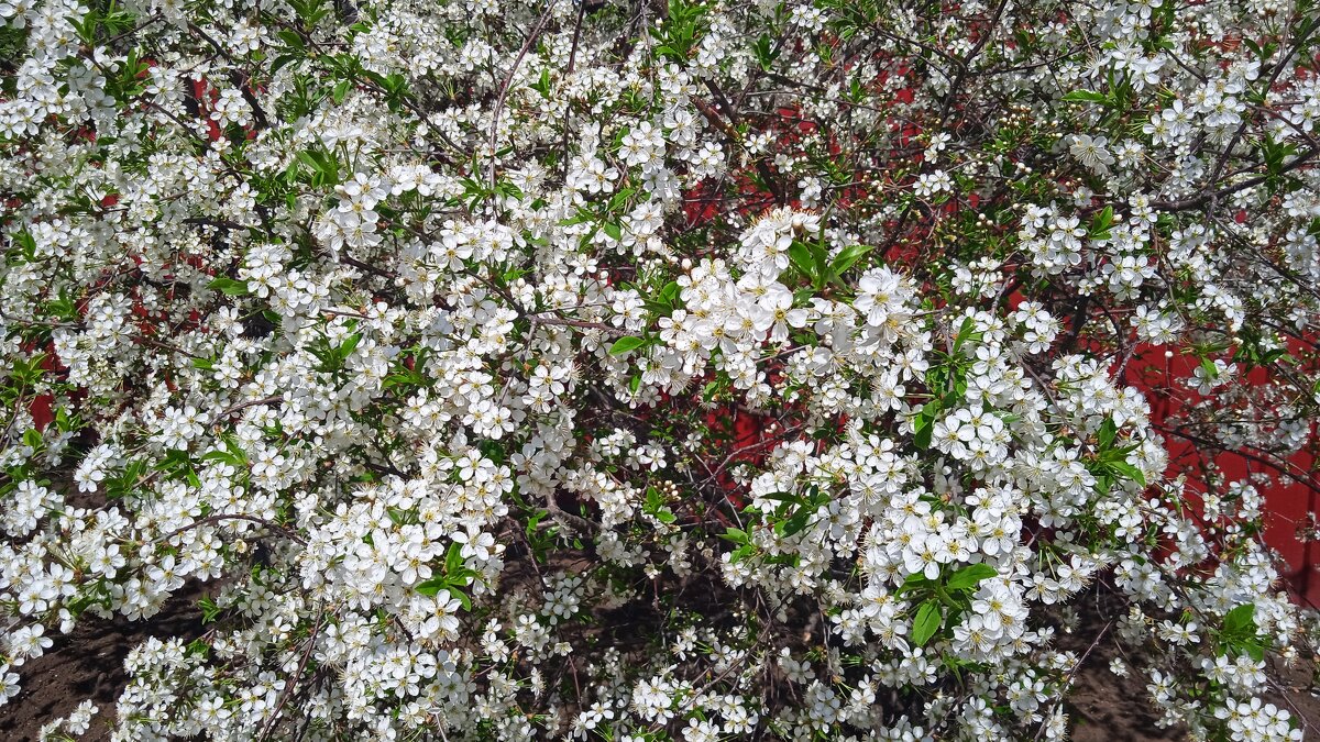 ......... - Елена Шаламова