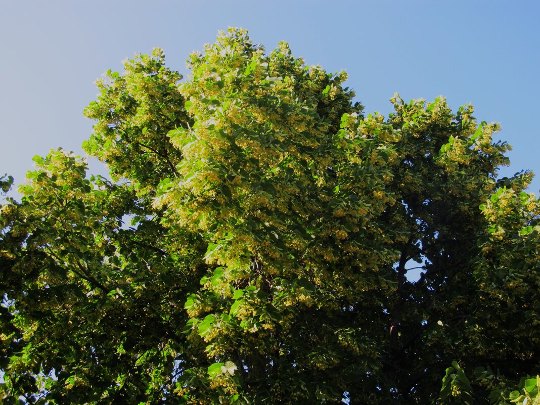 ........ - Елена Шаламова