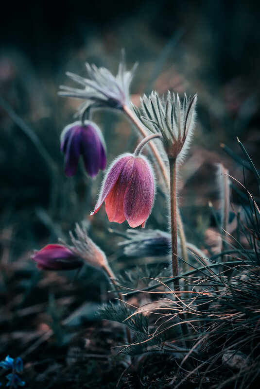 Фотогеничное растение прострел - Игорь Шевченко