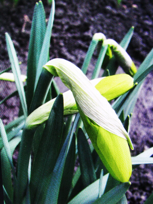 Скоро расцветут - Людмила Смородинская