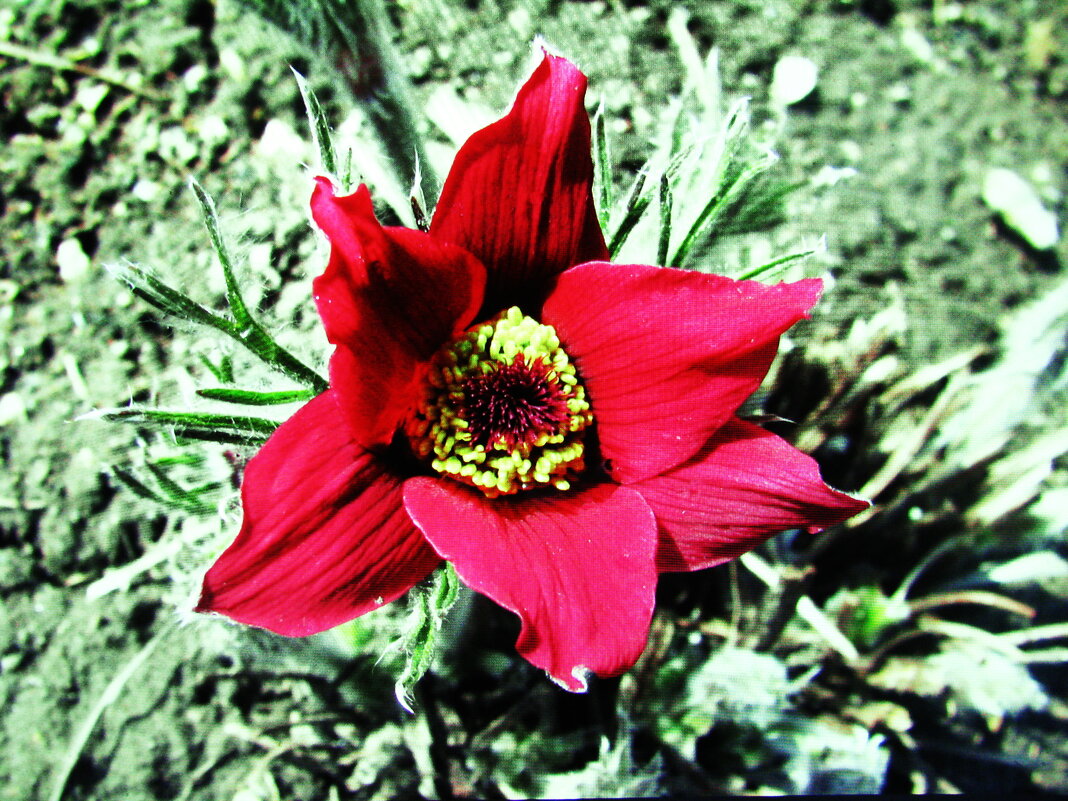 Прострел - Людмила Смородинская