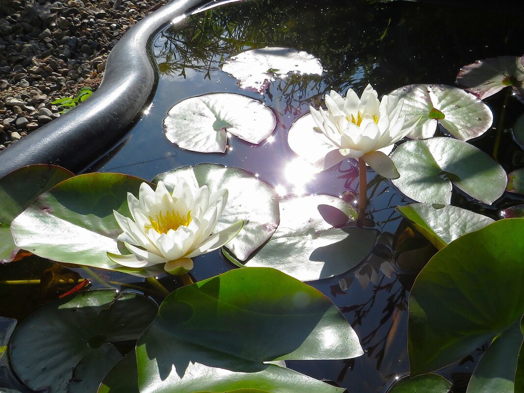 Солнечно - Лариса С.