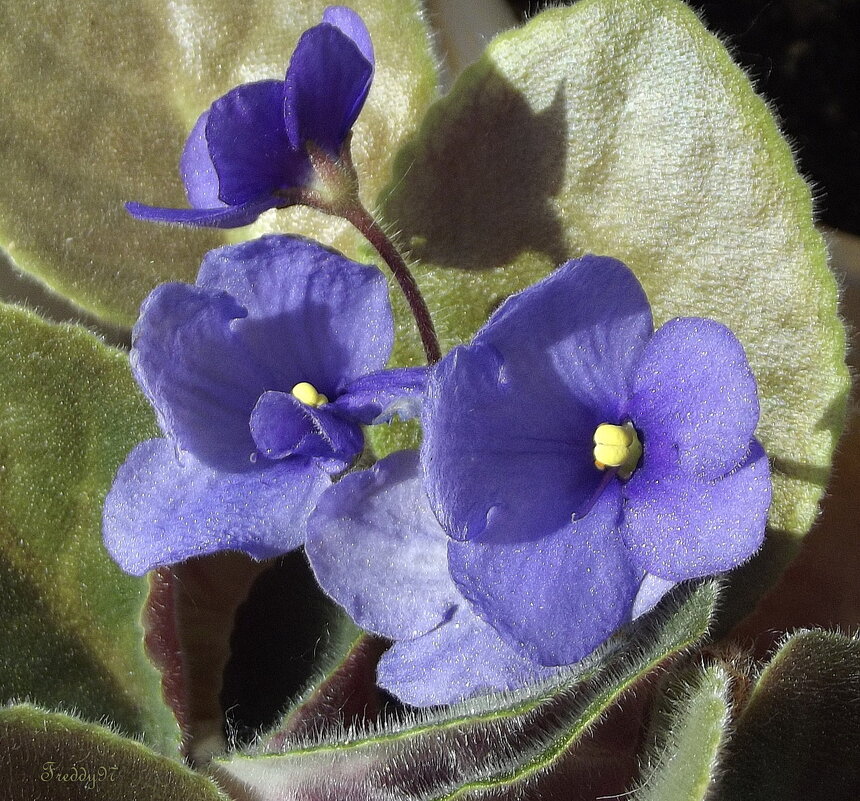 Фиалка - Freddy 97