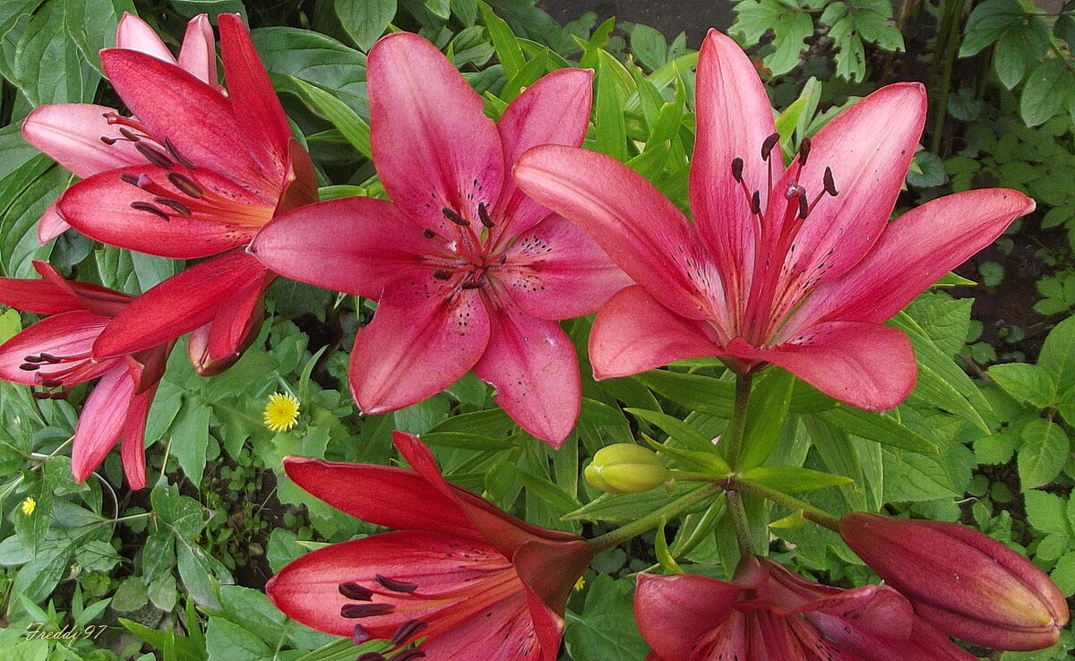 Лилии - Freddy 97