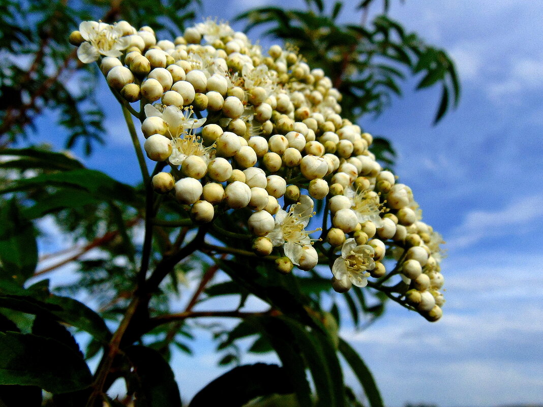 Рябиновые бусы-жемчуга. - nadyasilyuk Вознюк