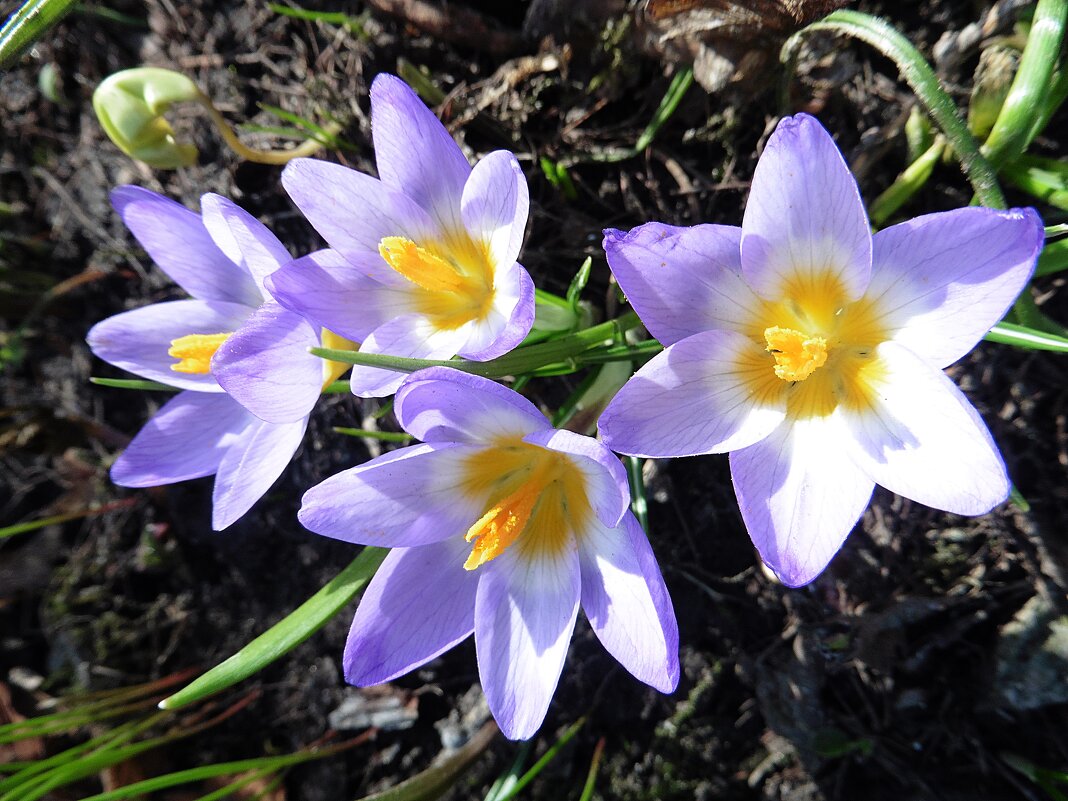 Яркие звёздочки крокусов - Лидия Бусурина